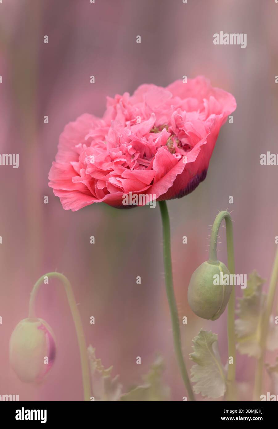 Double flower headed giant poppy in pink taken with a soft focus shallow depth of field to give a dreamy look Stock Photo
