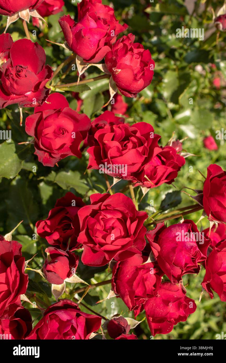 Clusters of red roses hi-res stock photography and images - Alamy