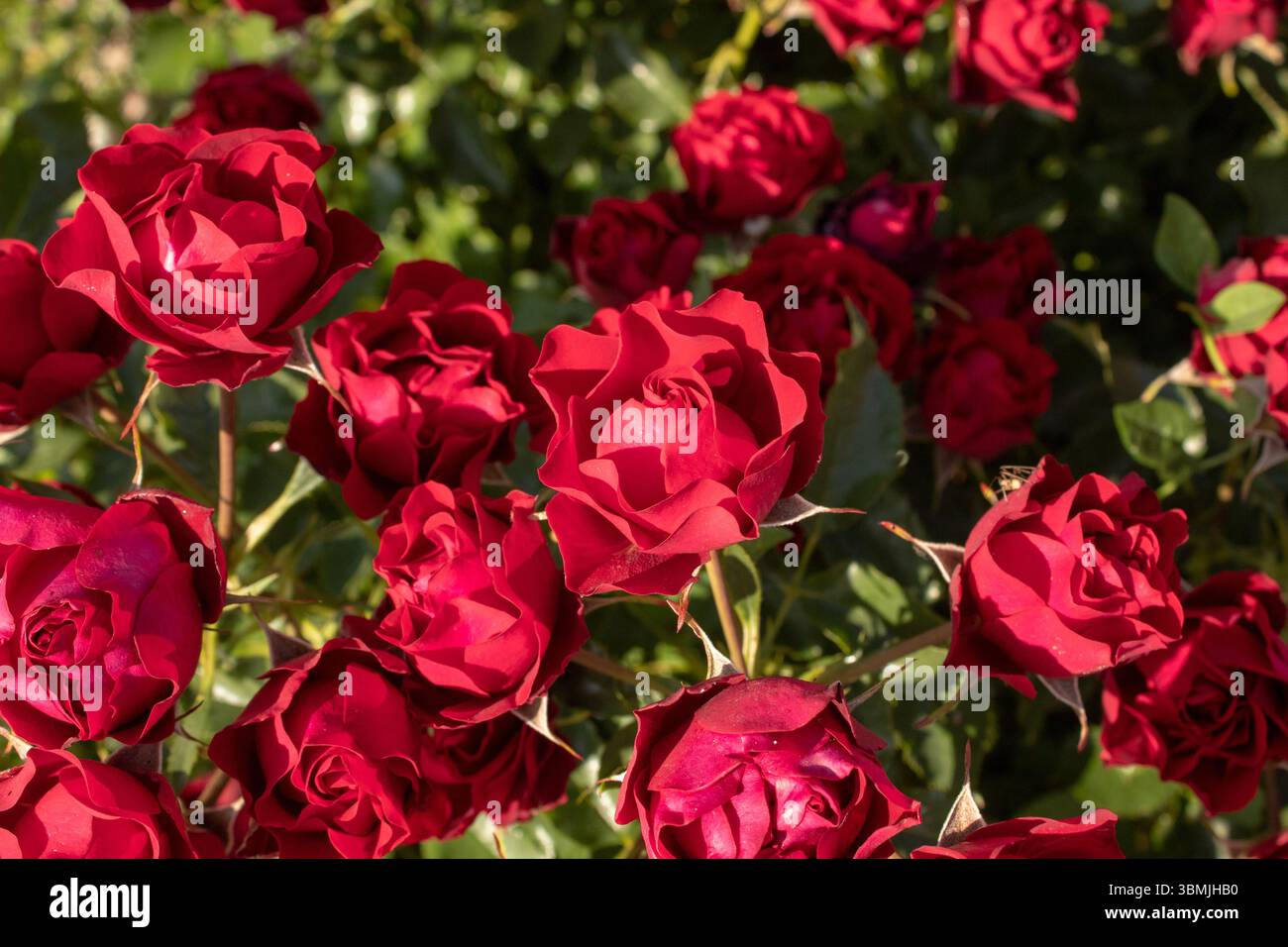 Bouquet large red roses close hi-res stock photography and images - Alamy