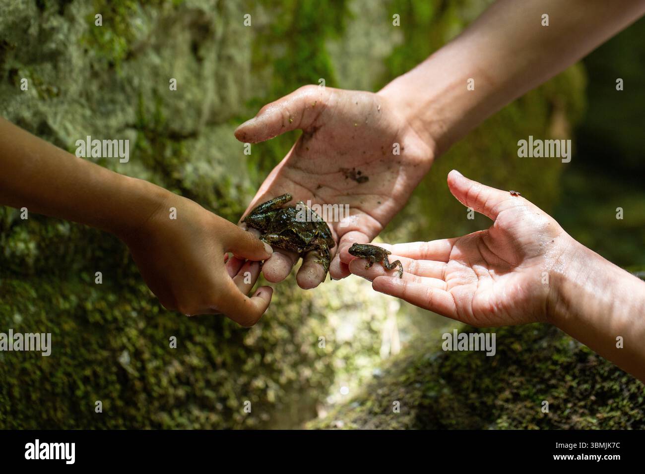 Frog Measurement Biologists holding two frogs of different sizes during field research ...
