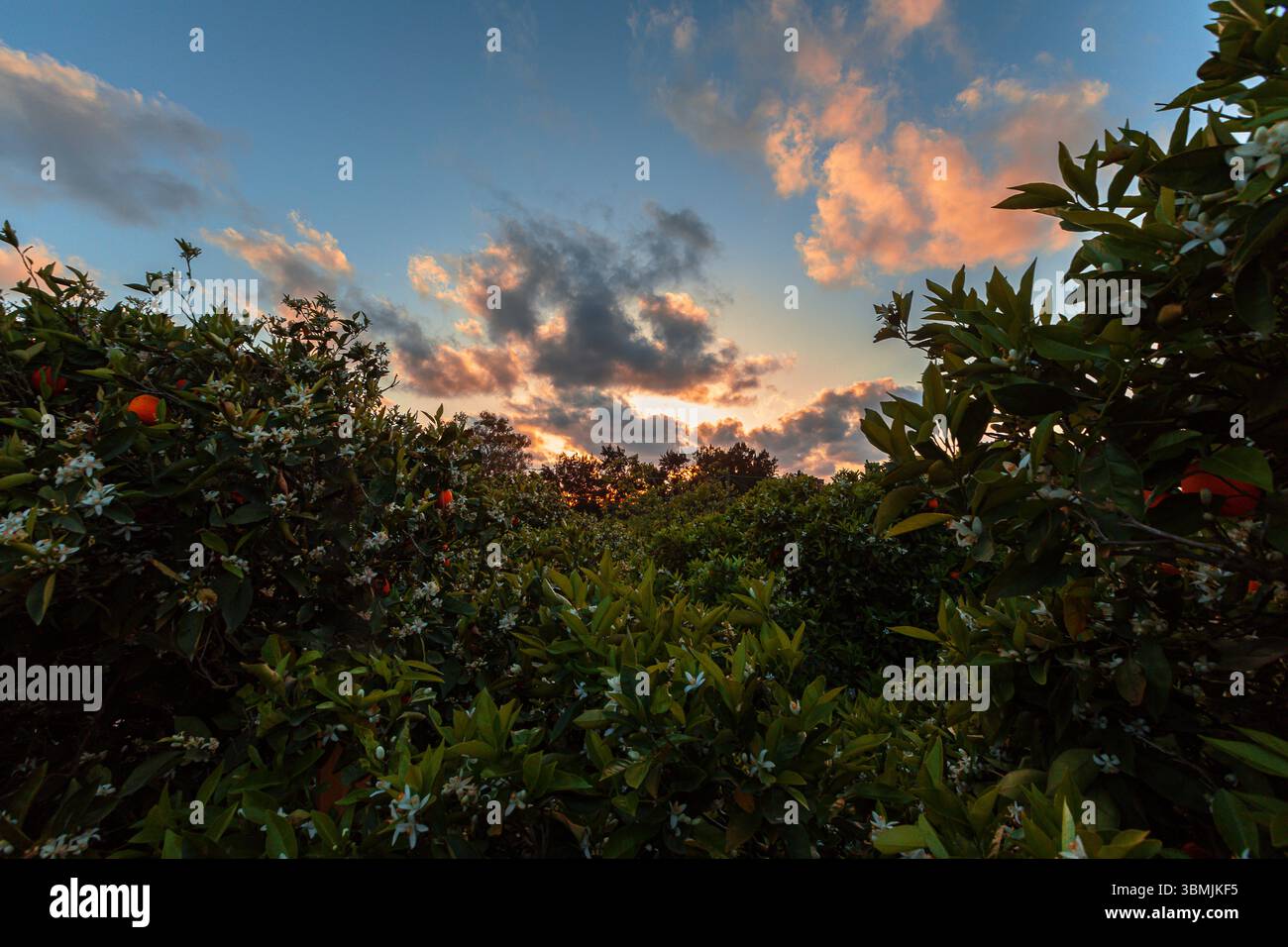 Magical natural scene between Valencia trees with a stunning sunset. Stock Photo