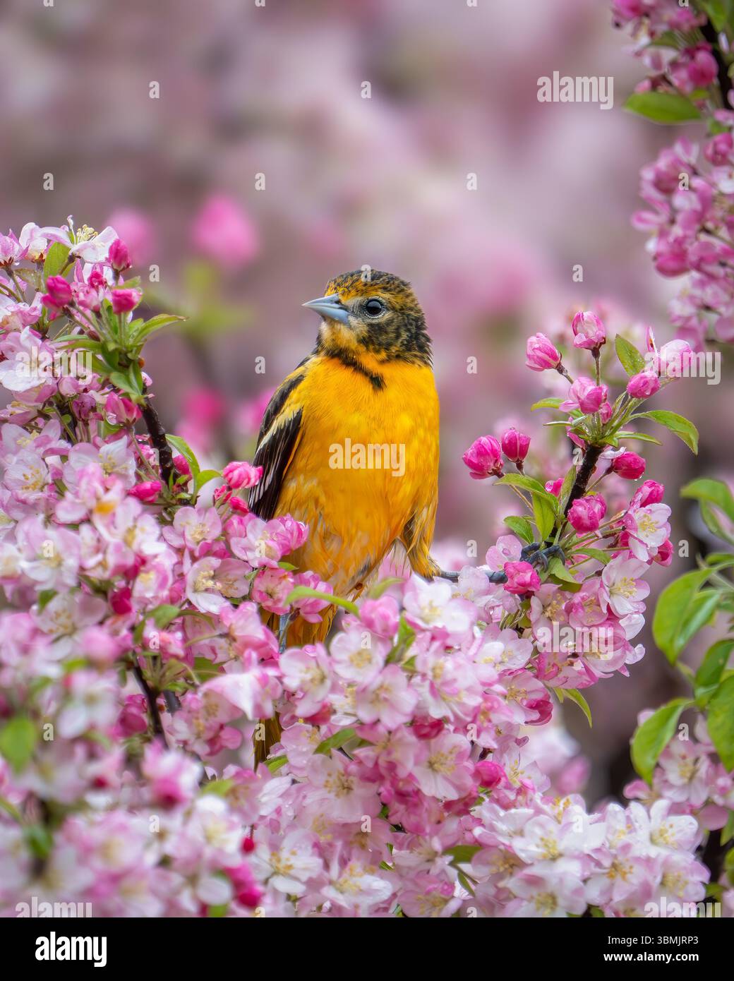 Female baltimore oriole bird hi-res stock photography and images - Alamy