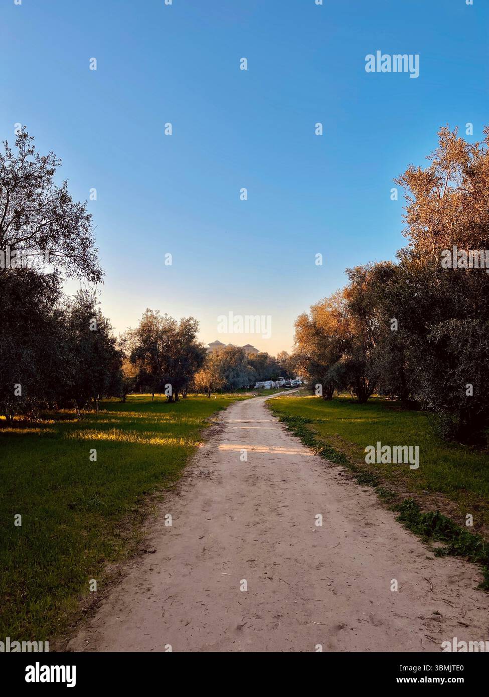 Road among trees and nature during summer Stock Photo - Alamy