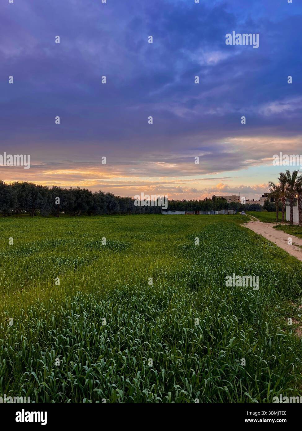 Sunset over wheat fields during winter. Stock Photo