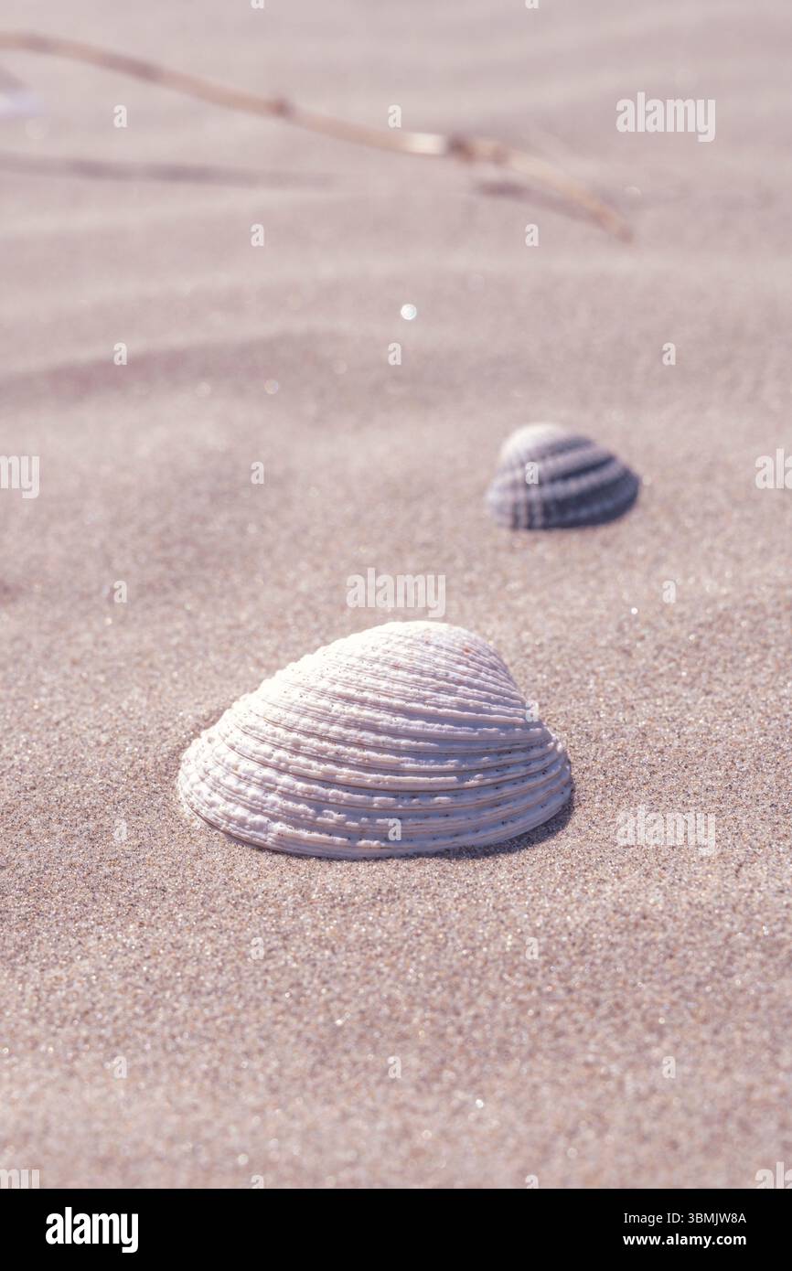 Sea shells on the beach, neutral colors. Coastal photography Stock Photo