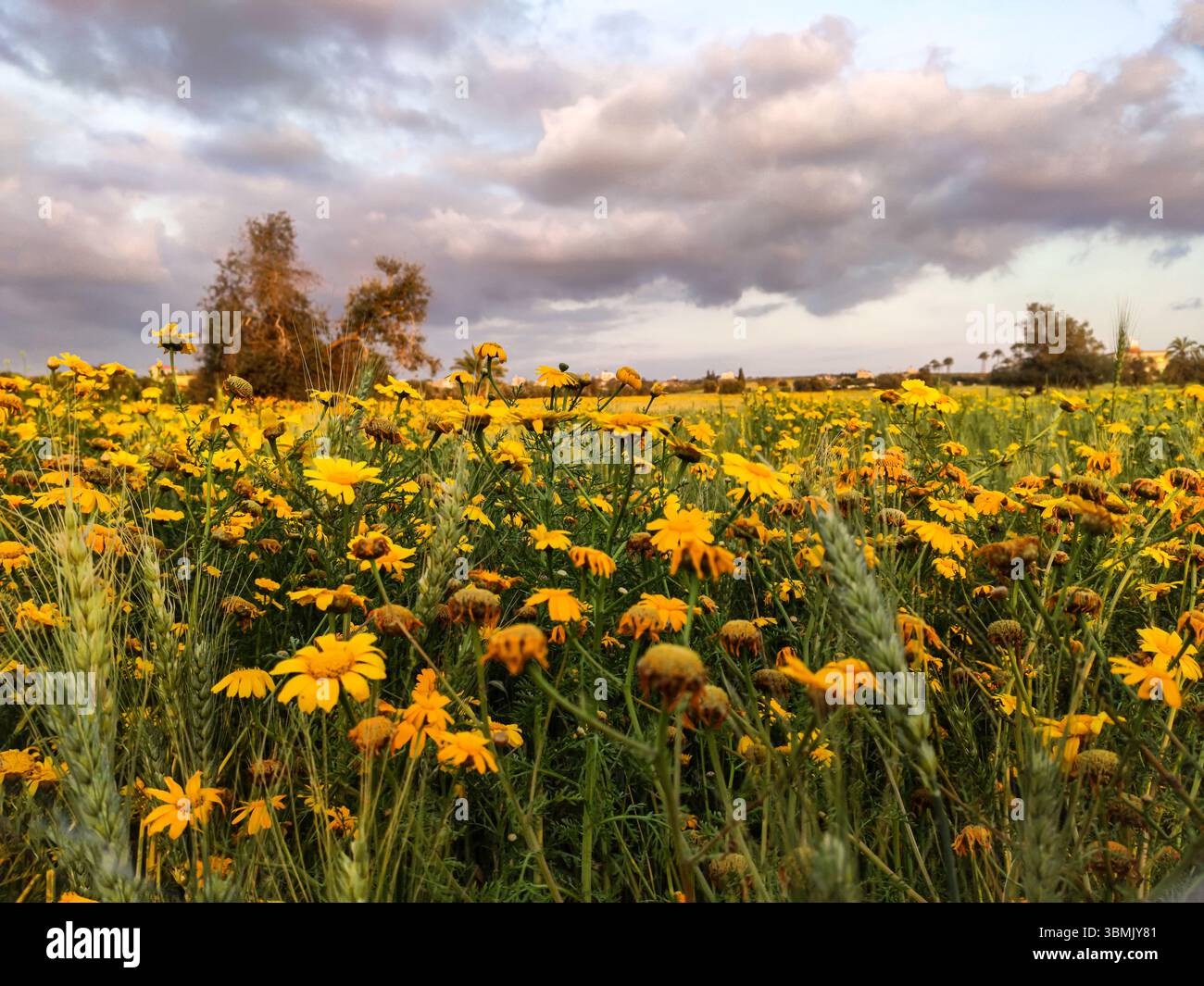 Natural photo showing the beauty of spring in Palestine with yellow ...