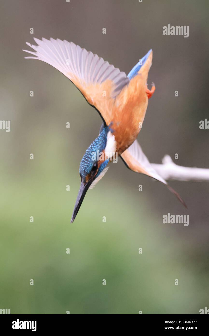 Flying Kingfisher Alcedo Atthis Near Leeds West Yorkshire UK Stock flying-kingfisher-alcedo-atthis-near-leeds-west-yorkshire-uk-stock