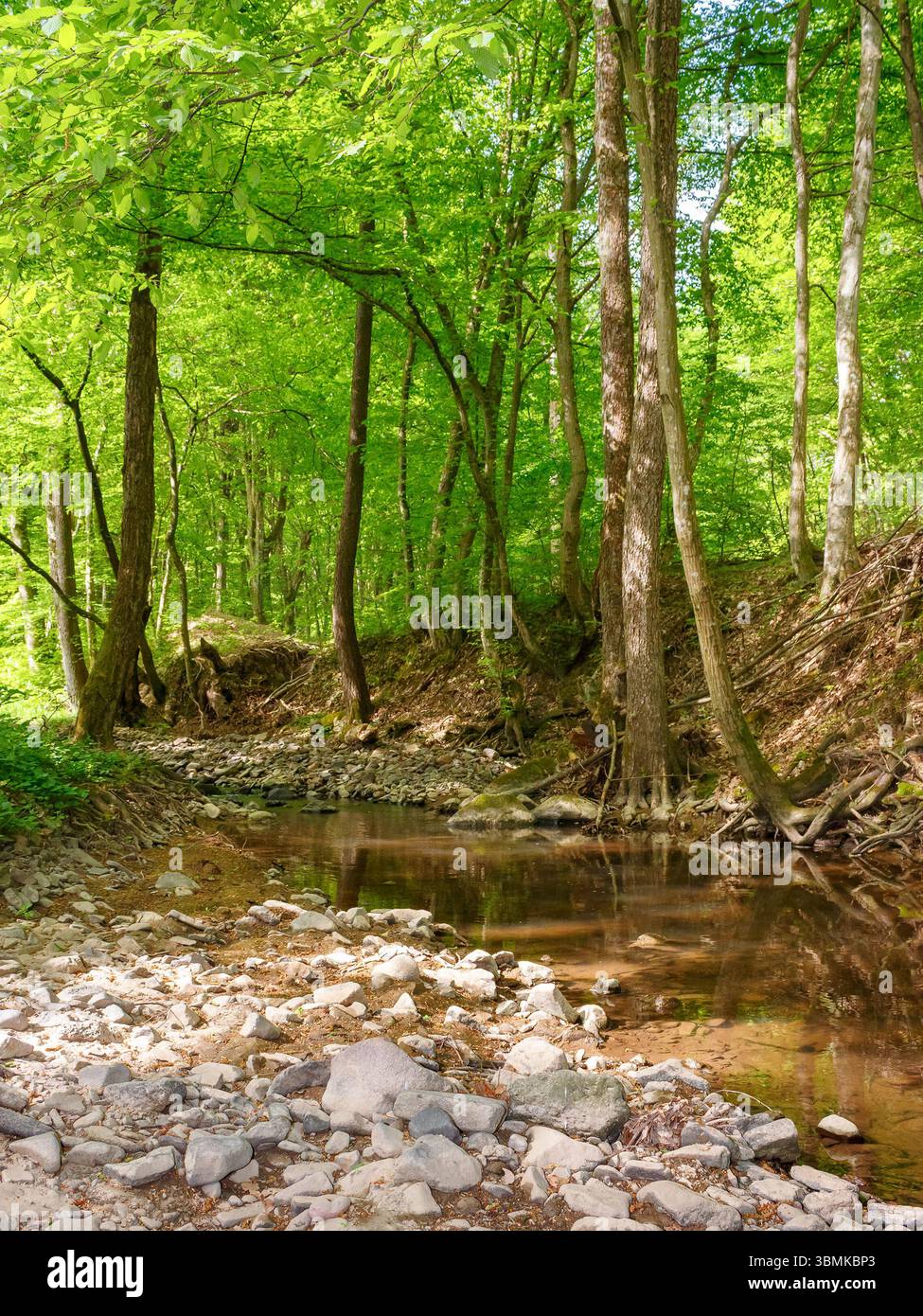 shallow creek in summer. green foliage in forest. stones in the water. outdoor adventure on a sunny day Stock Photo