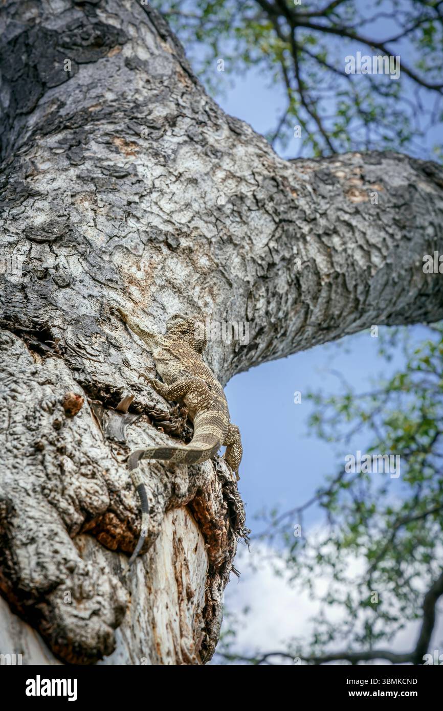 Rock monitor on tree trunk in Greater Kruger National park, South ...