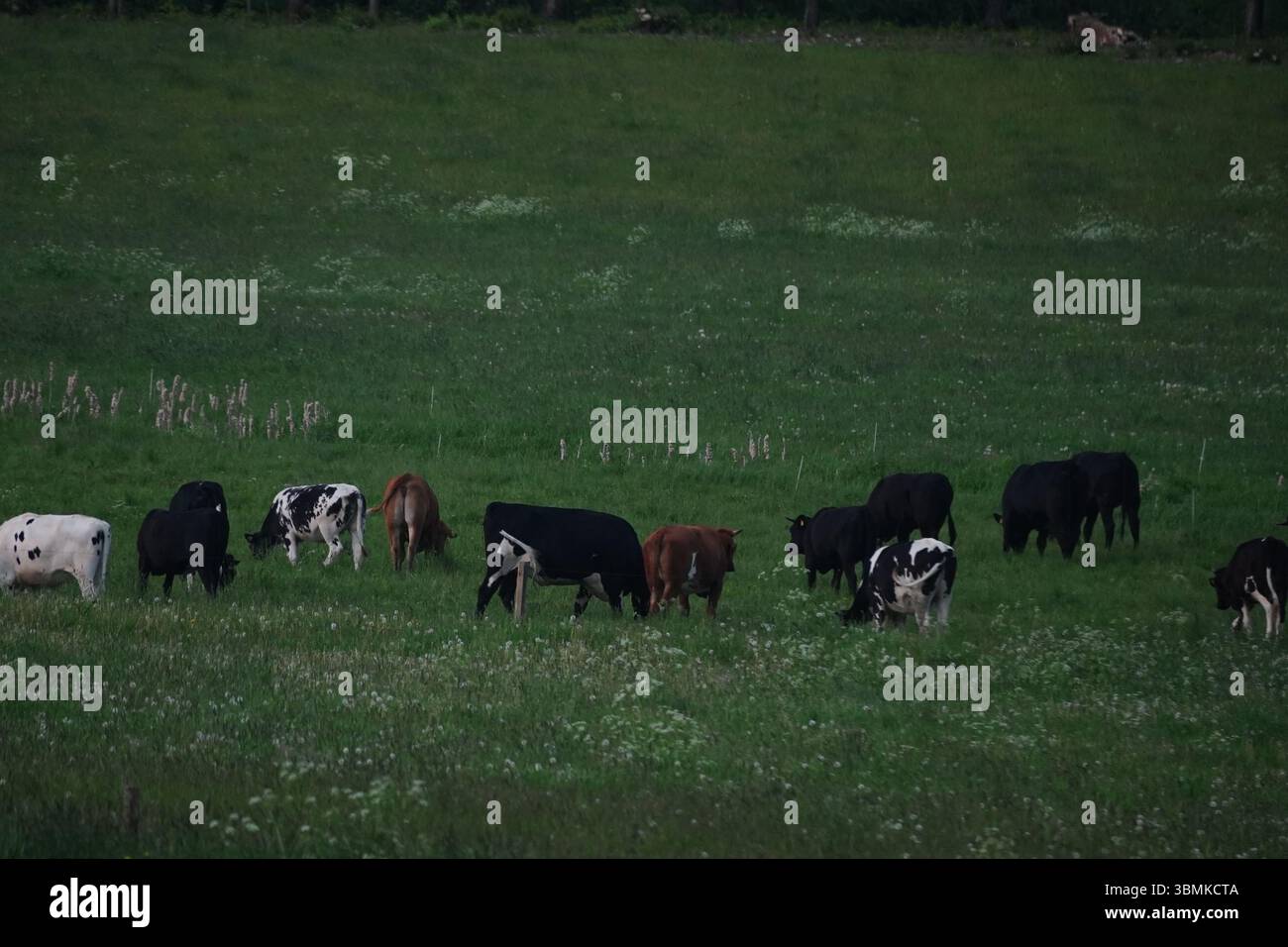 Group of cows eating Stock Photo
