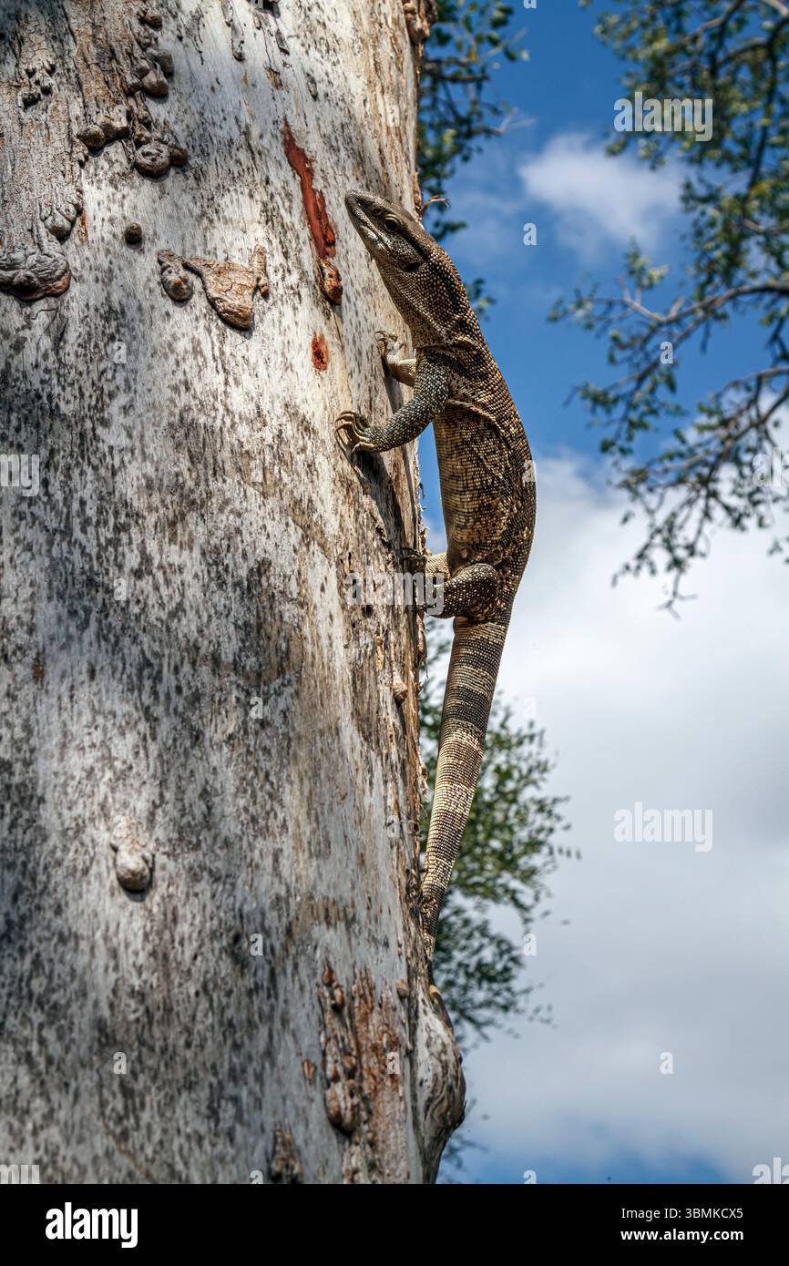 Rock monitor on tree trunk in Greater Kruger National park, South ...