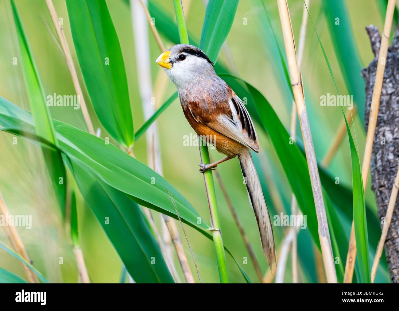 A Reed Parrotbill (Paradoxornis heudei) perched on a reed stalk. Hebei Province, China. Stock Photo