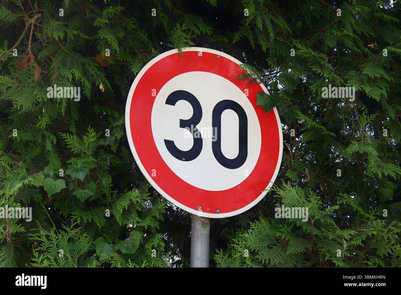 Traffic Speed Limit Sign Displaying 30 Amidst Green Foliage. A speed ...