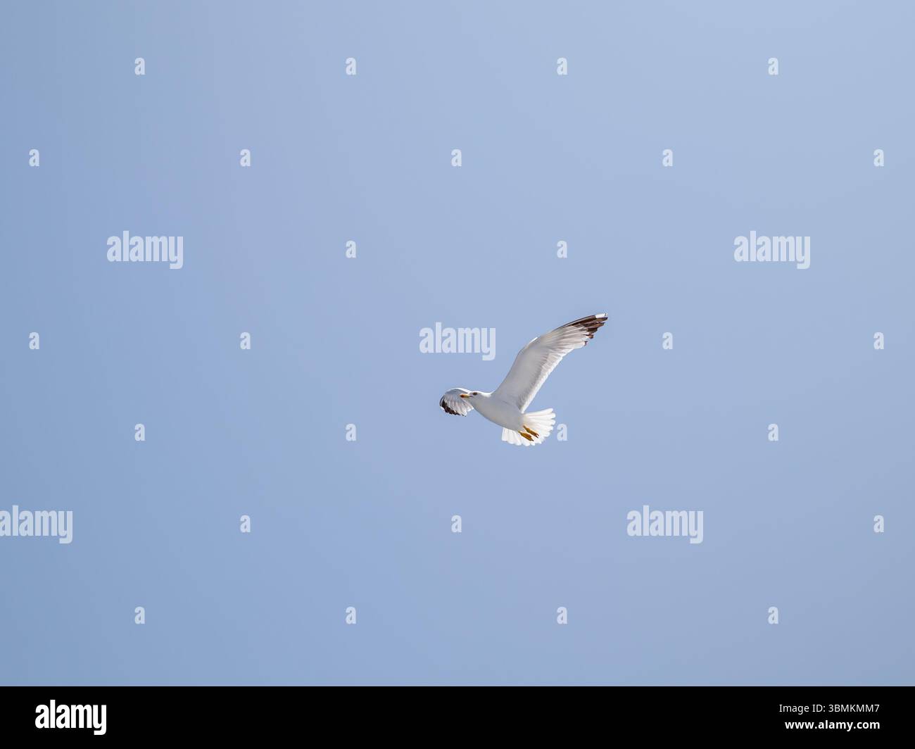 Lone Seagull Soaring in Clear Blue Sky Stock Photo