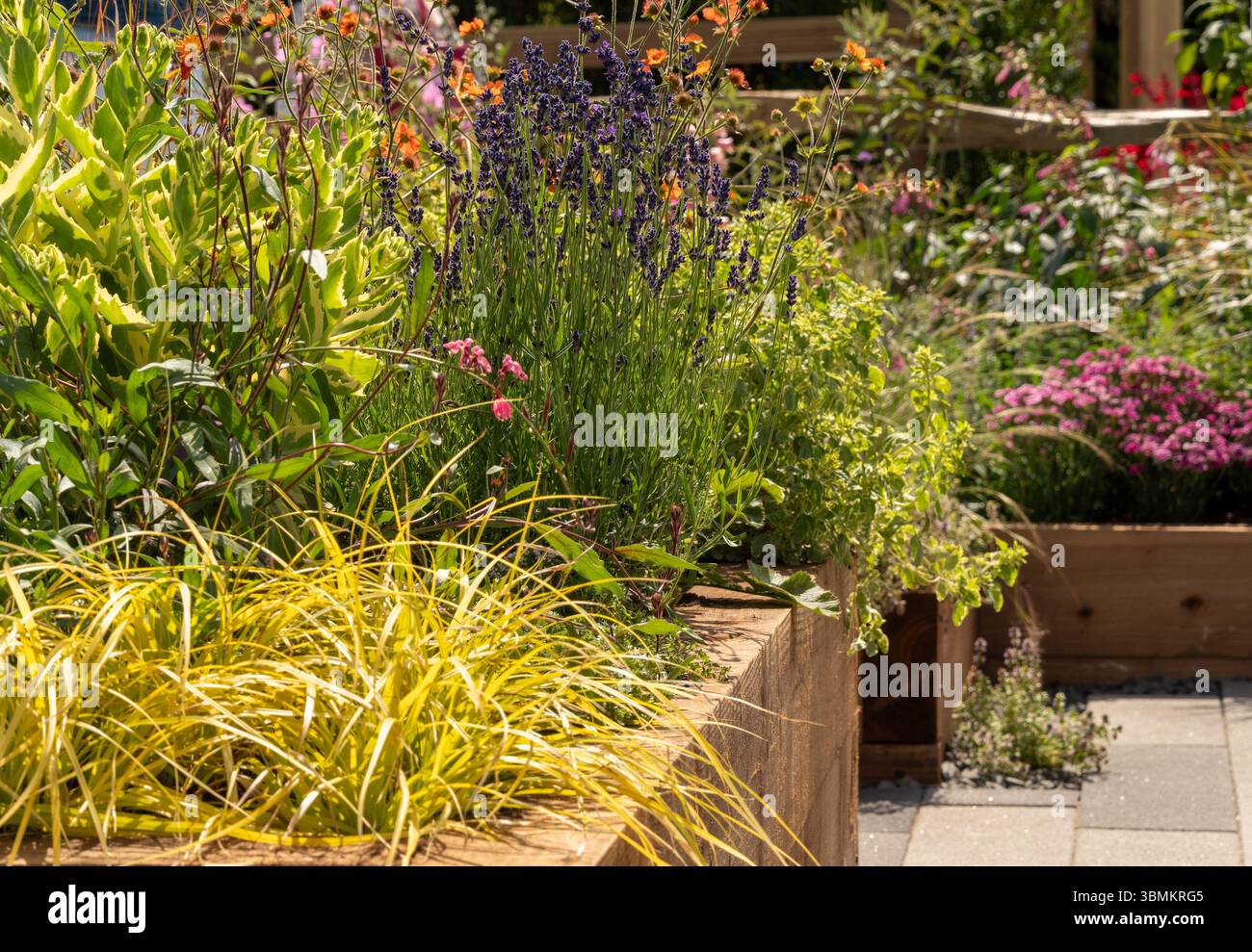 Mixed summer border, growing in raised wooden beds in a UK garden. Stock Photo
