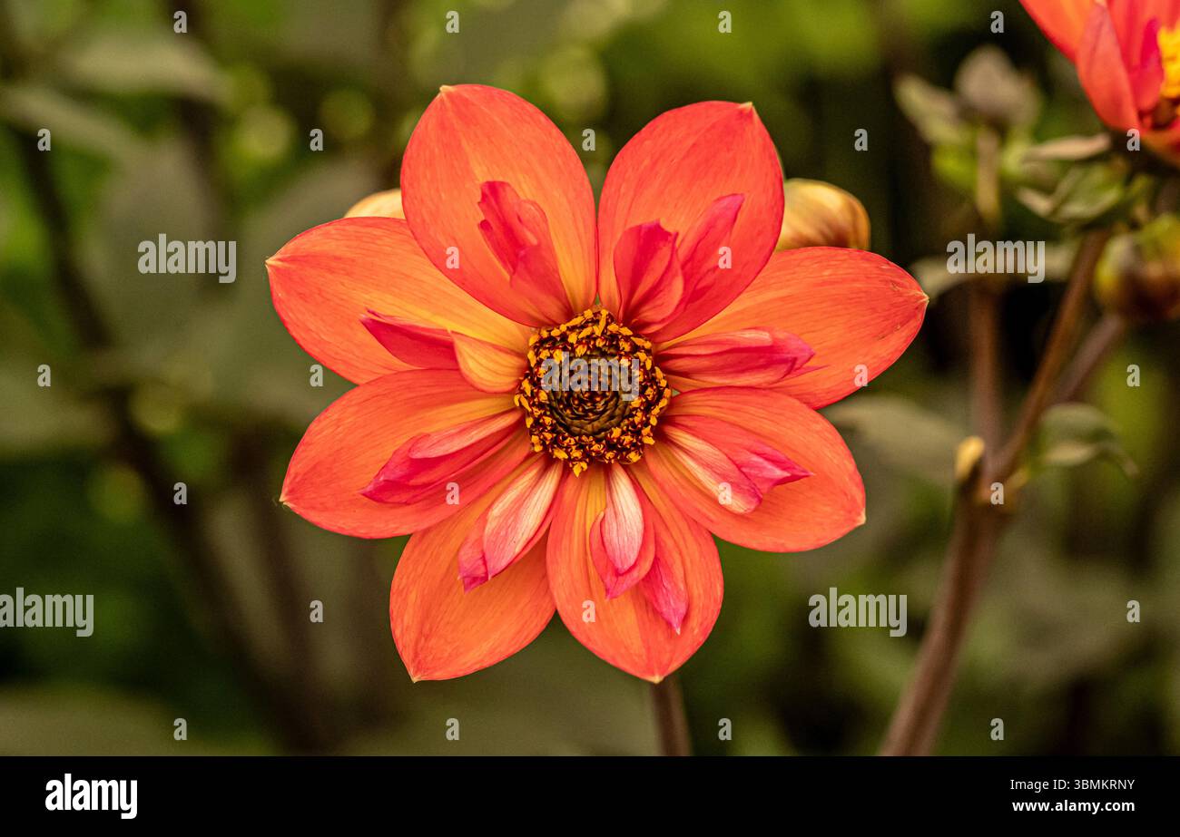 Dahlia ‘Tiger Eye’ in bloom, displaying bold orange petals with vibrant pink flashes and a striking dark central eye. Stock Photo
