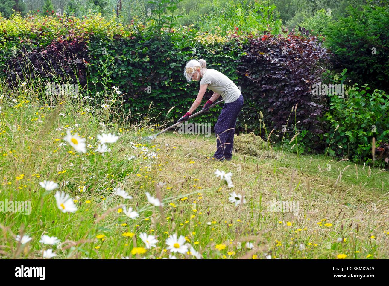 Sloping Rakes Wildflowers older senior woman 70s with rake raking working in ...