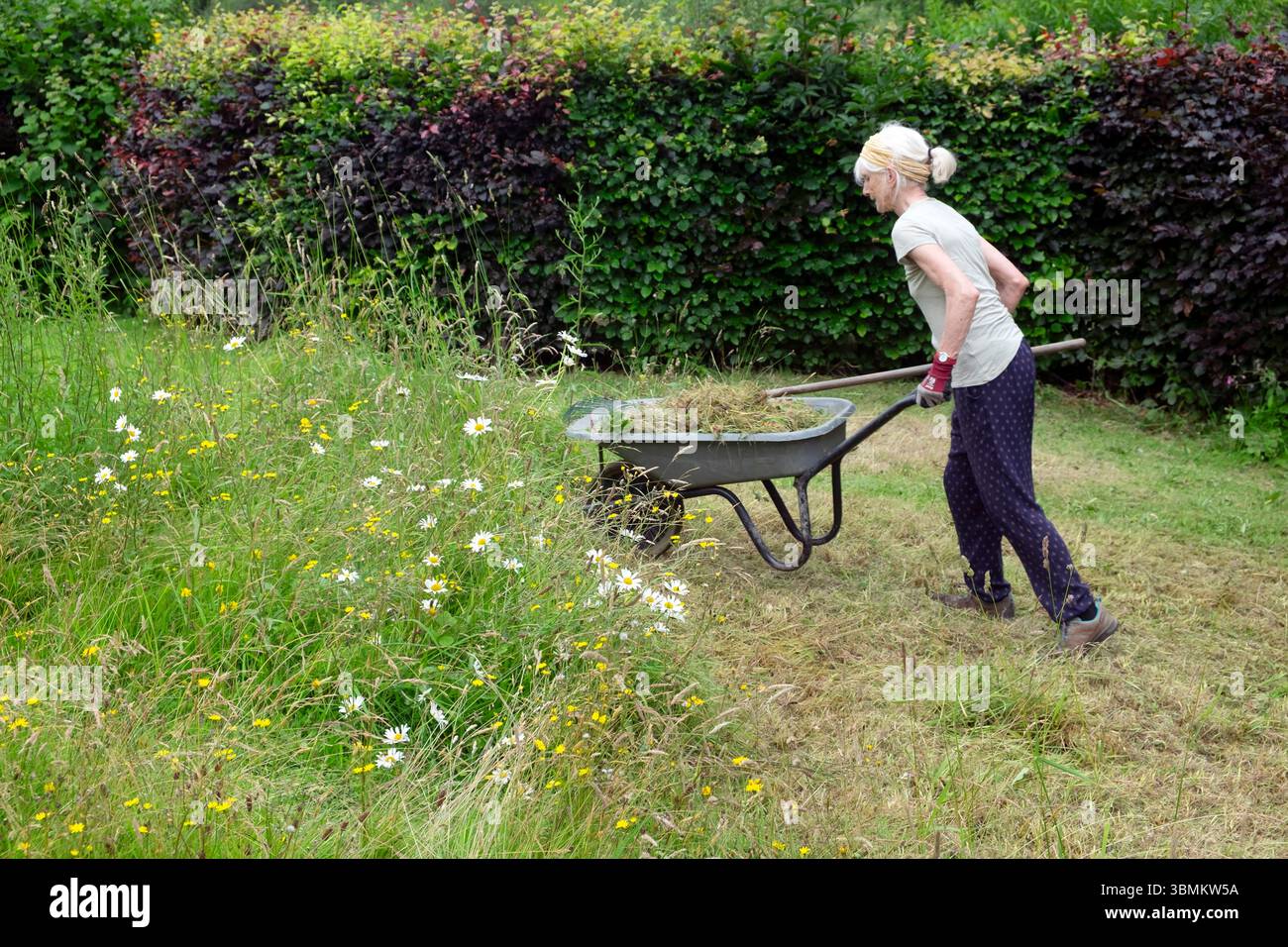 Older woman pushing wheelbarrow full of grass after raking working in ...