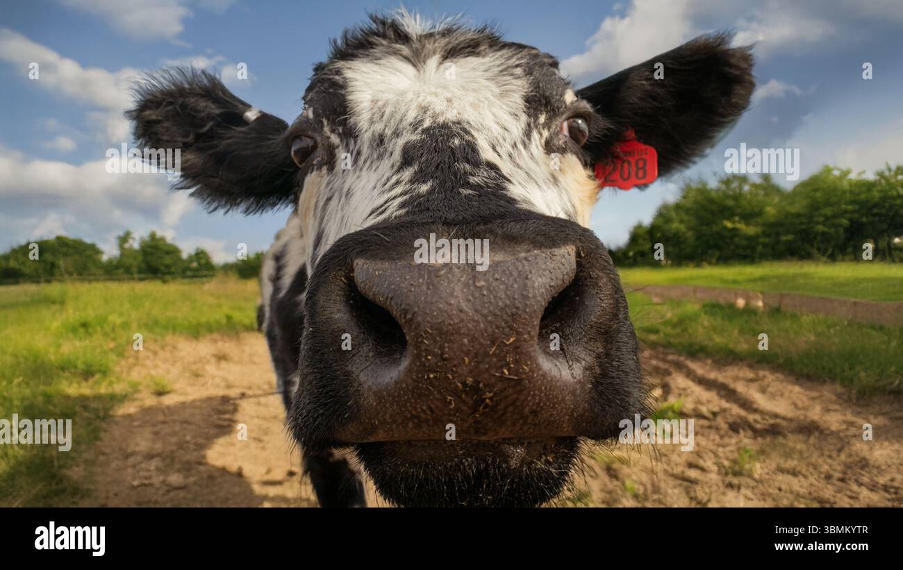 Funny Close Up of Cow Sniffing Camera Lens Stock Photo - Alamy