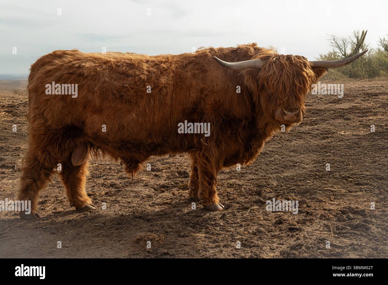 Highland Cow With Long Hair Standing On Dry Ground Stock Photo - Alamy