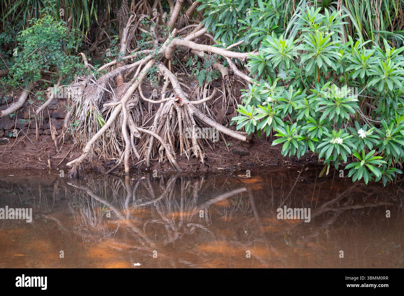 Mangler Tree Mangle avicennia germinans hi-res stock photography and images - Alamy