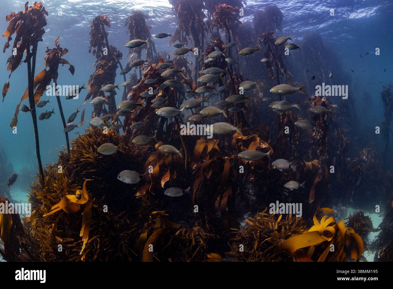 A wideangle shot of a school of yellow strepie fish swimming in the tall kelp forest. Stock Photo