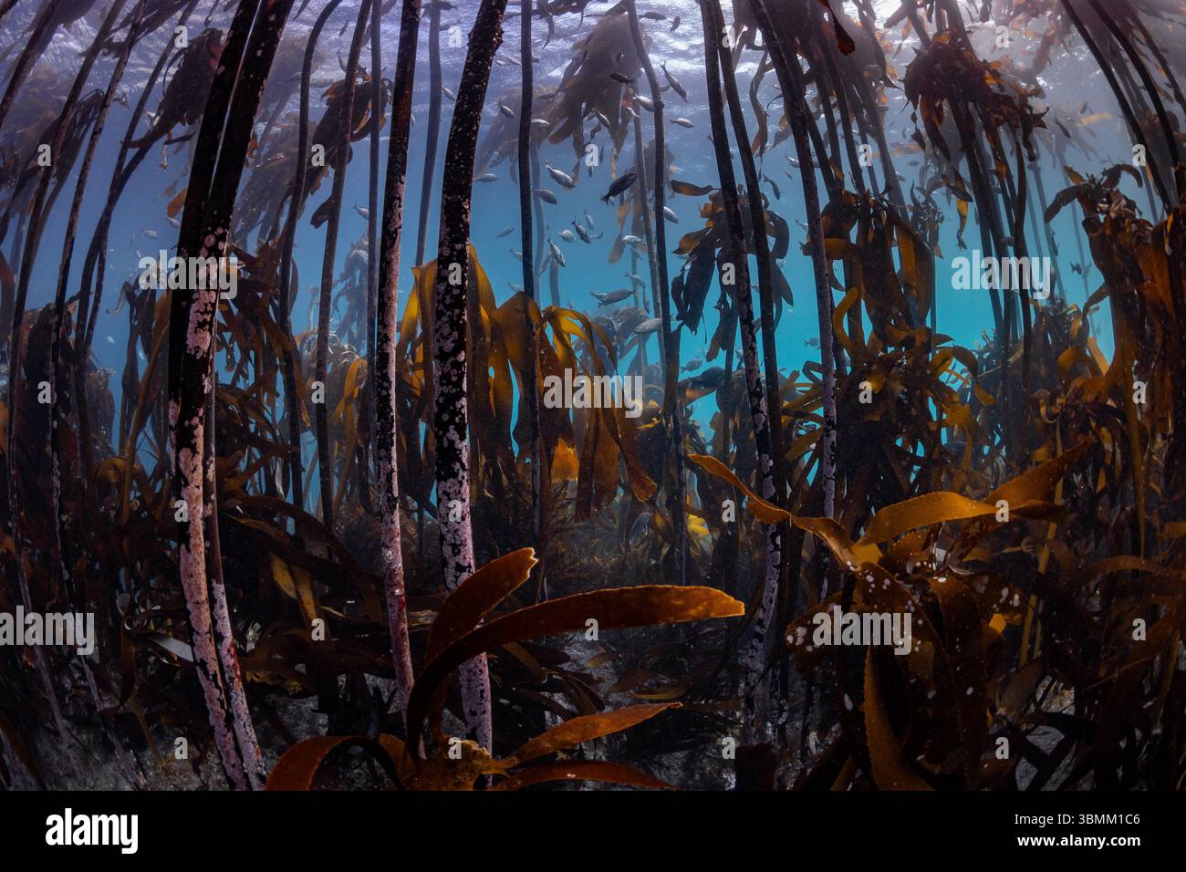 Wide-angle shot of a kelp forest with its tall fronds reaching to the water's surface and silvery fish swimming in between. Stock Photo