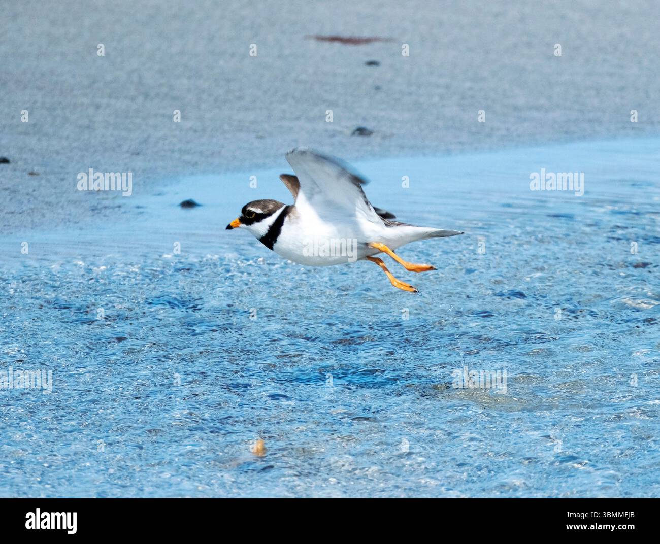 Common Ringer Plover, Askernish beach, South Uist, Outer Hebrides ...