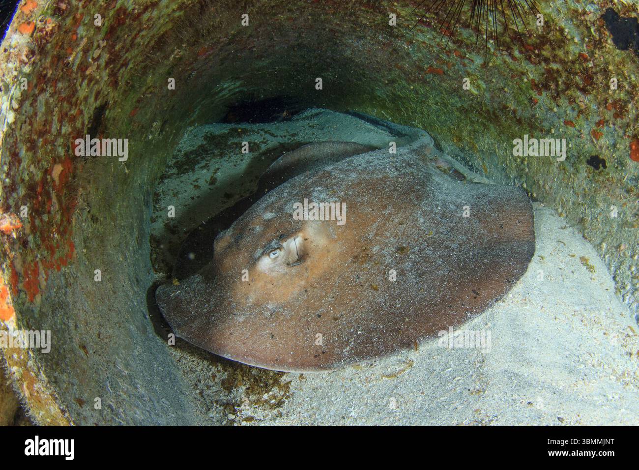 A common manta ray, in shades of brown, resting in an artificial shelter of white sand. Stock Photo