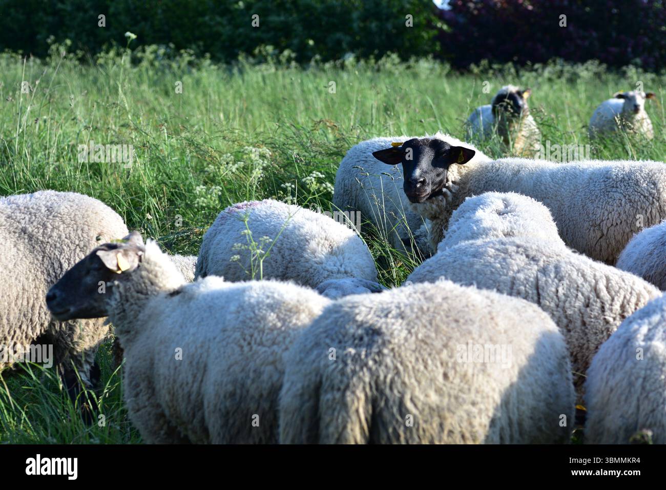 Setting Sheep Small herd of sheep grazing closely together in a green meadow ...
