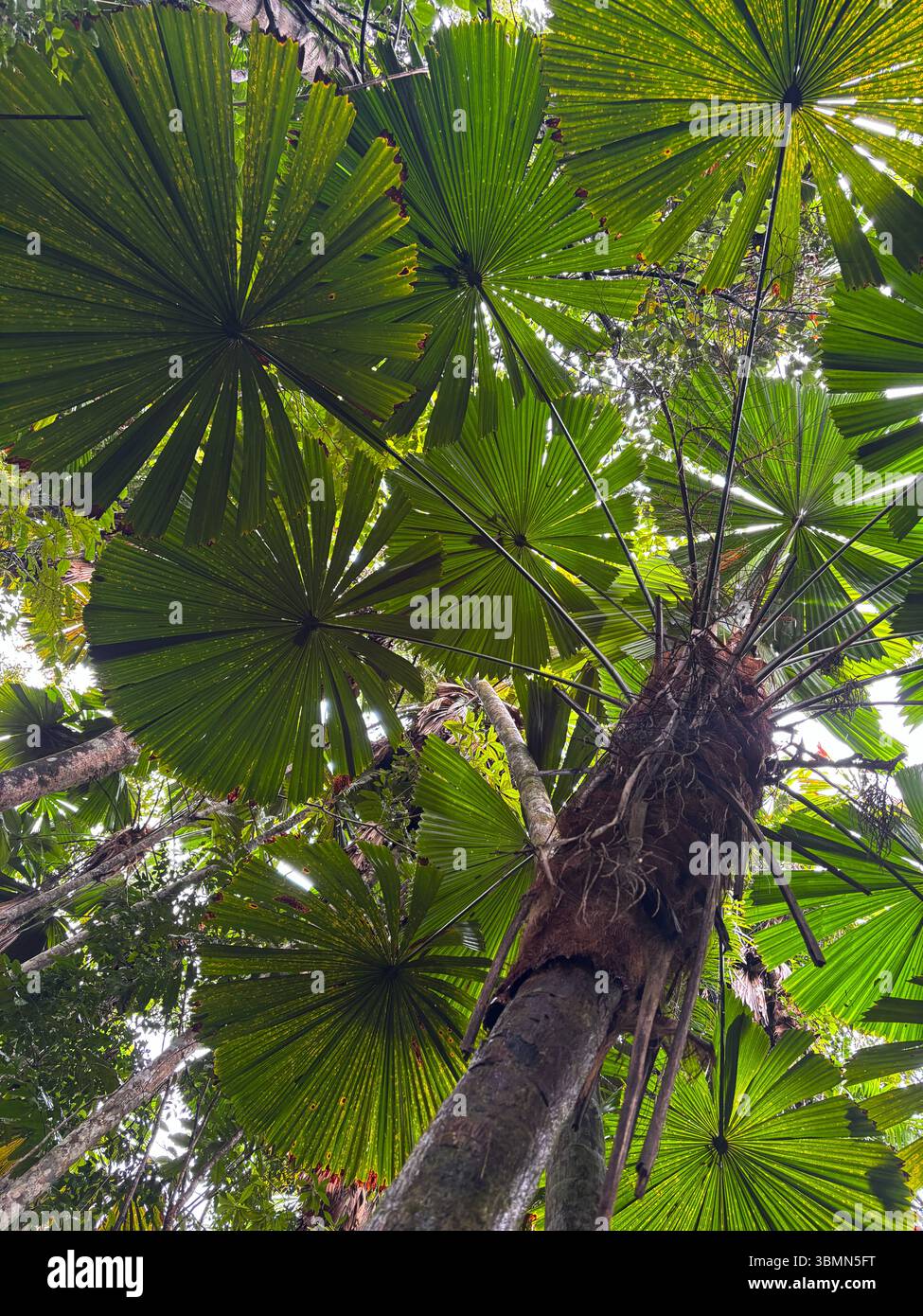 Fan palms (Licuala ramsayii) rainforest canopy, Djiru National Park, Mission Beach, Queensland, Australia - Smartphone Captured Stock Image