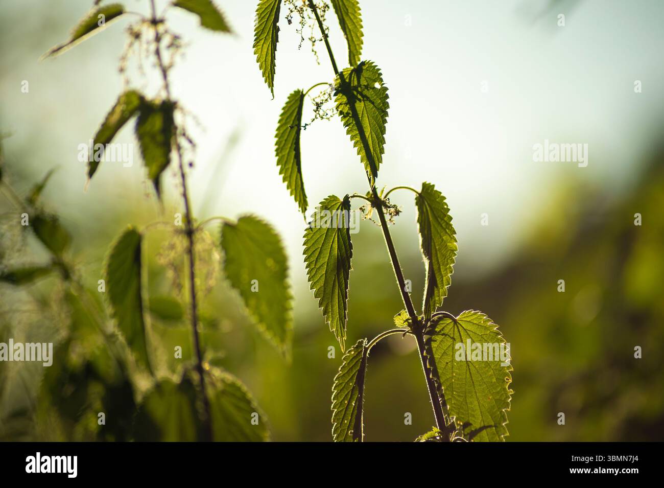 Stinging Net Close-up of common stinging nettle, showcasing its serrated leaves and ...