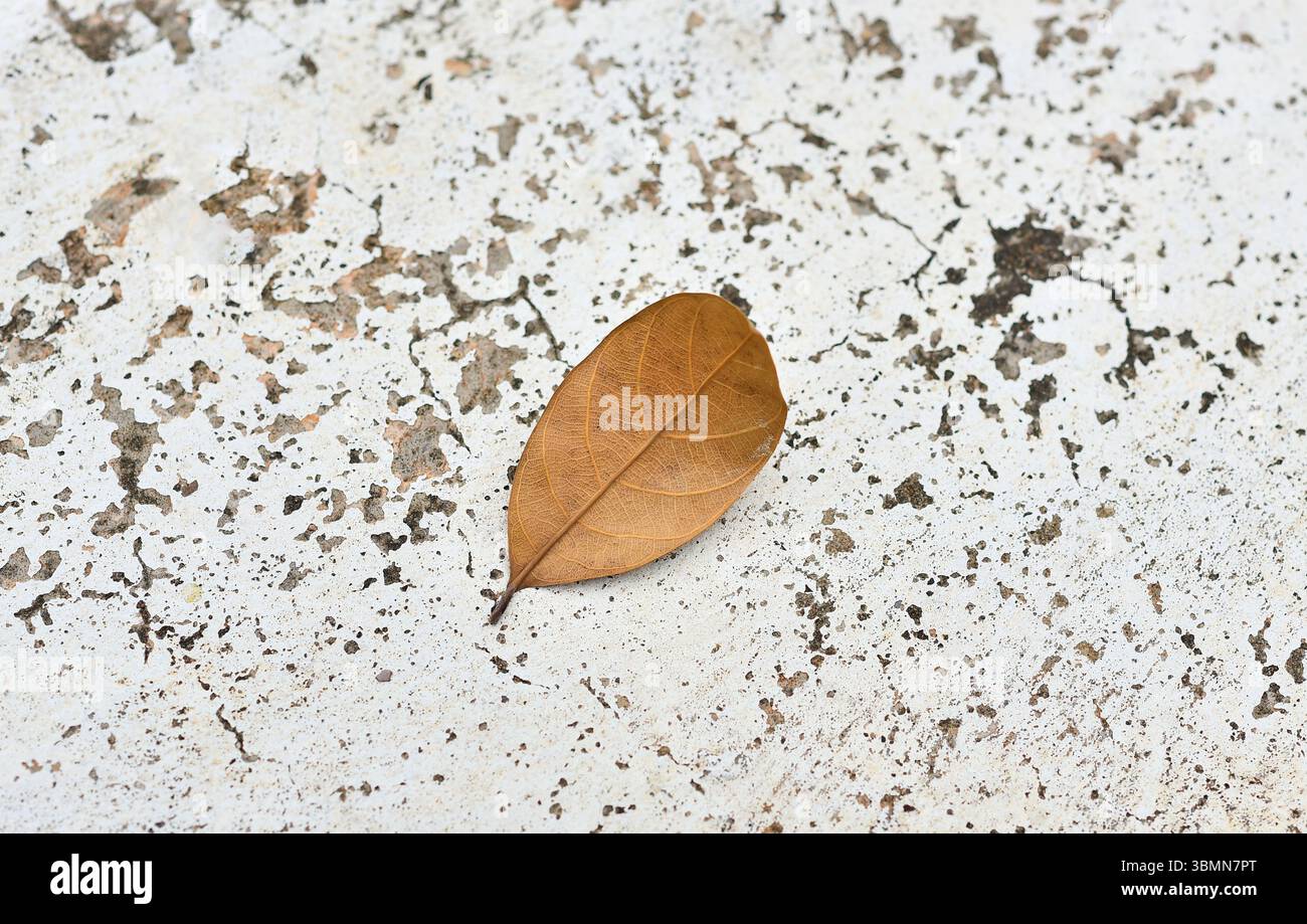 Dry Brown Leaf on Aged White Concrete Background Stock Photo