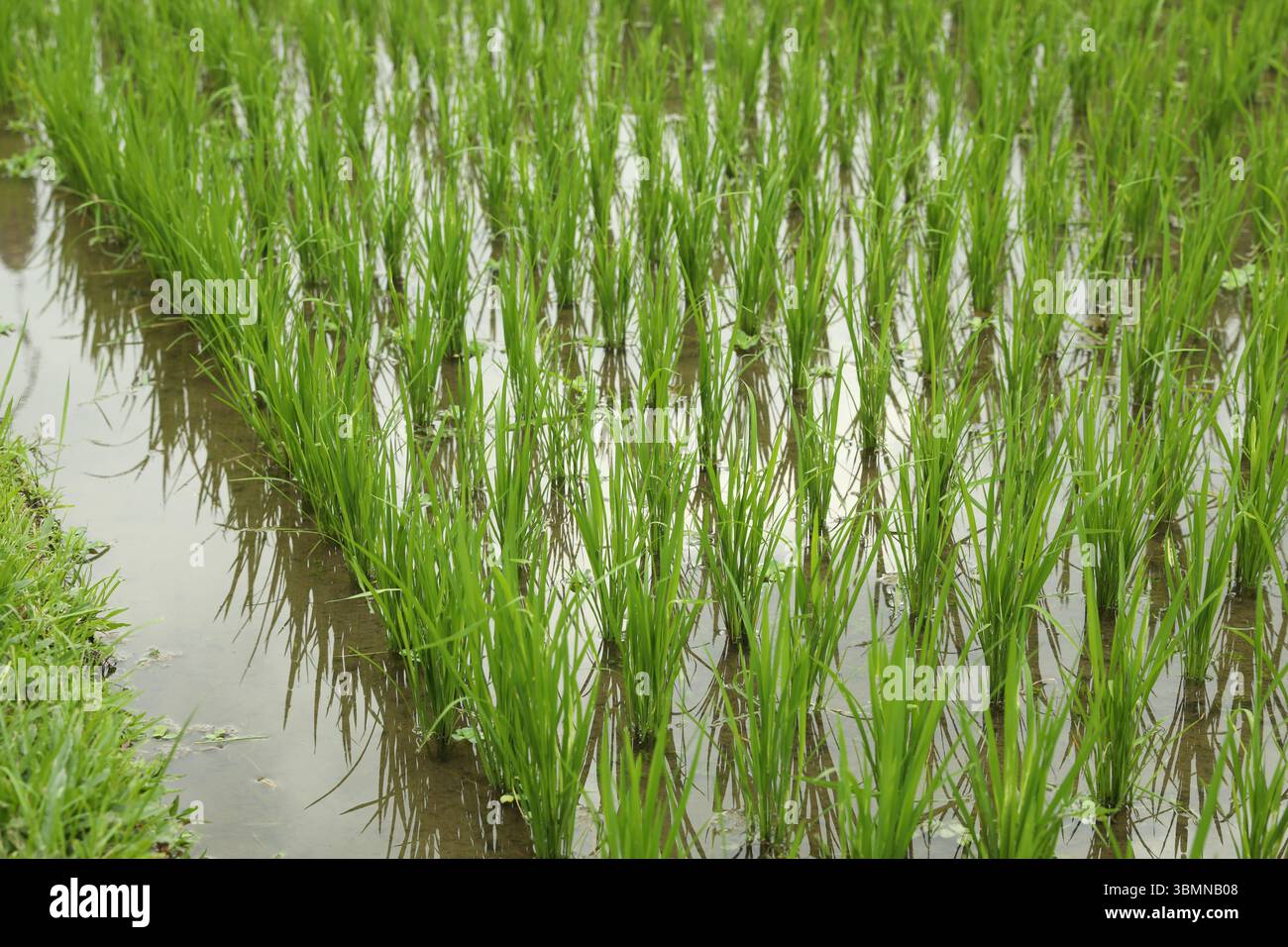 Rice plants ripening in paddy field, closeup Stock Photo - Alamy