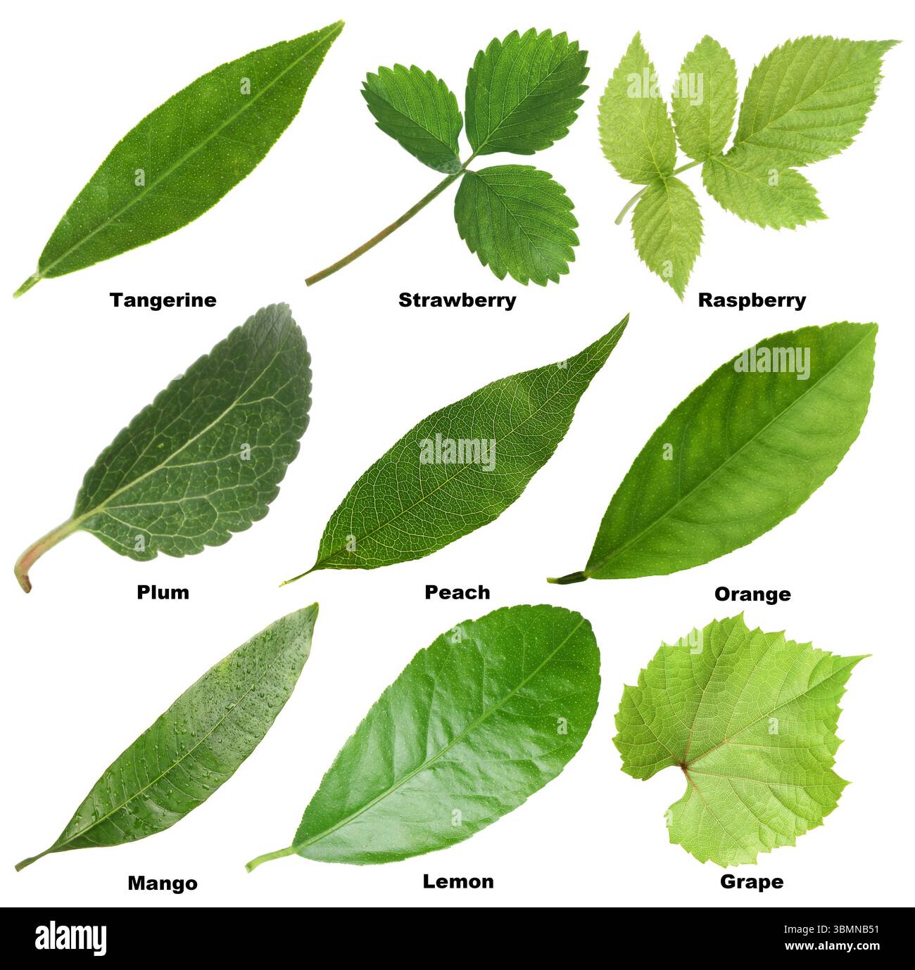 Fresh green fruit leaves and names on white background, collage Stock ...
