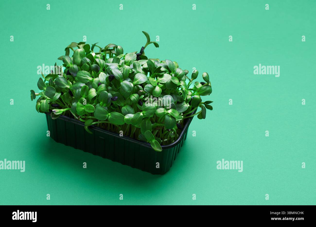 Fresh micro greens in a plastic box on greens background Stock Photo
