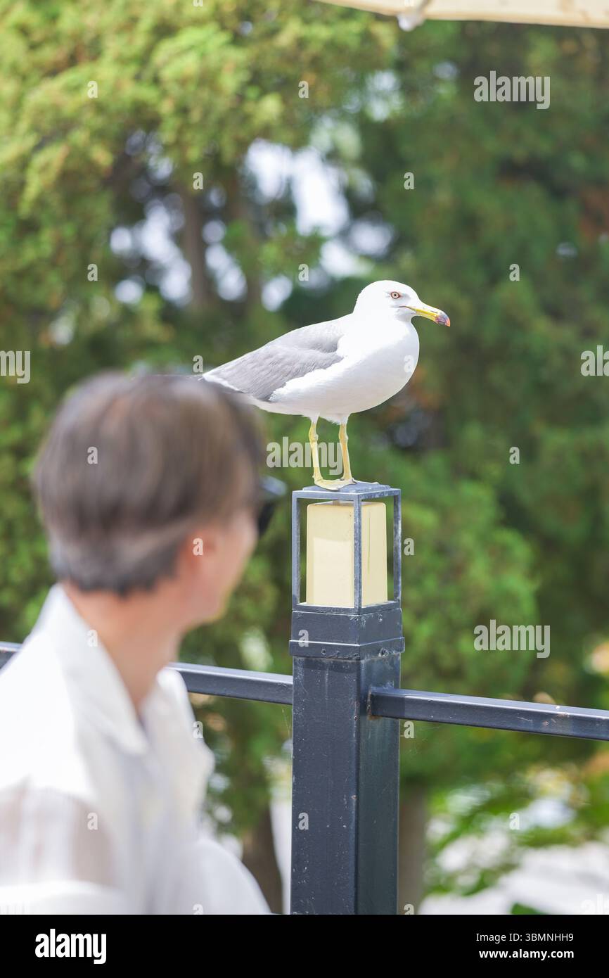 At a seaside cafe terrace, a Korean man and woman in their late 50s enjoy afternoon coffee and cake while a seagull watches from nearby, creating a pe Stock Photo