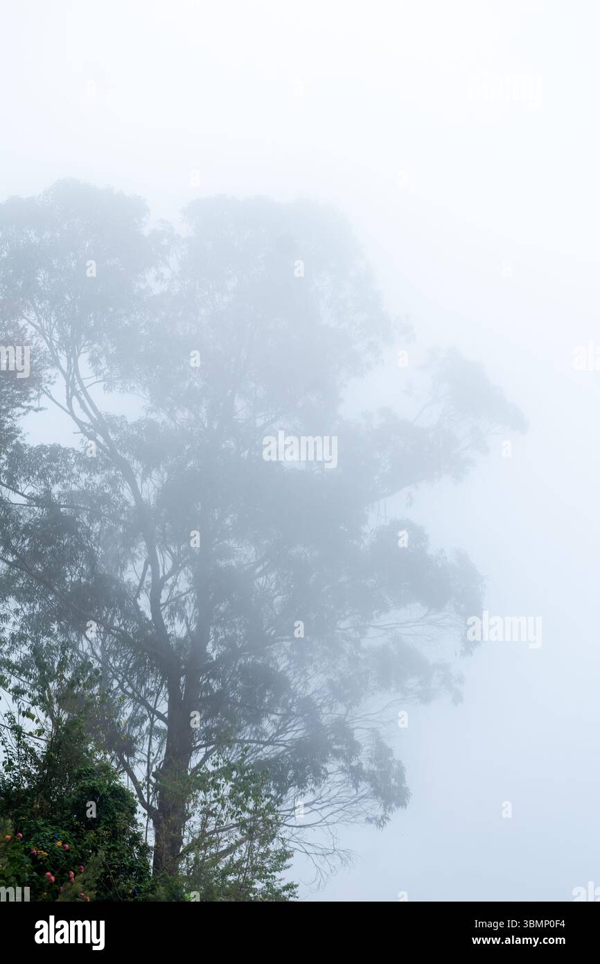Dense fog envelops trees hi-res stock photography and images - Alamy
