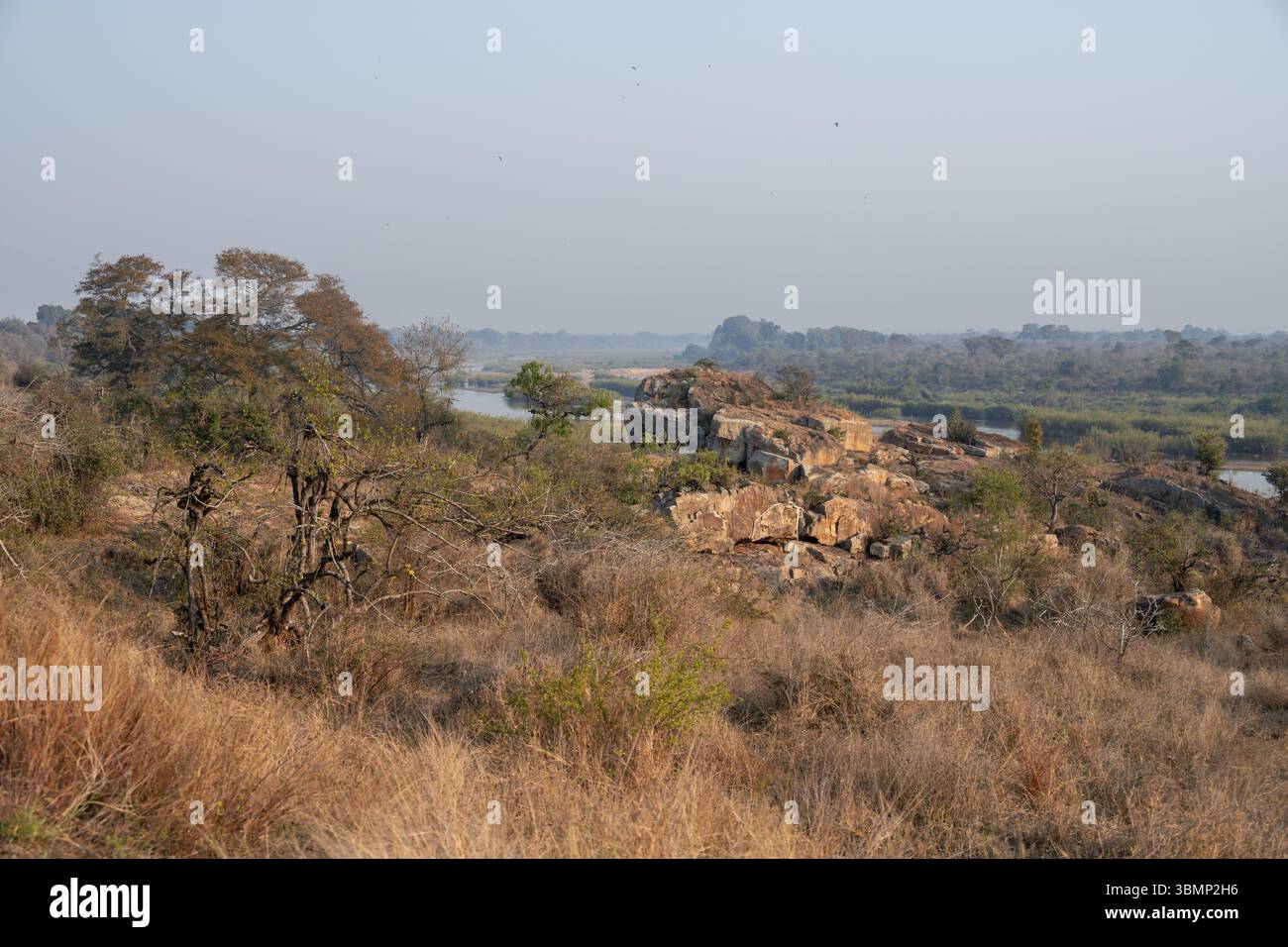 Dry savannah landscape in the evening light, Kruger National Park, South Africa, Africa Stock Photo