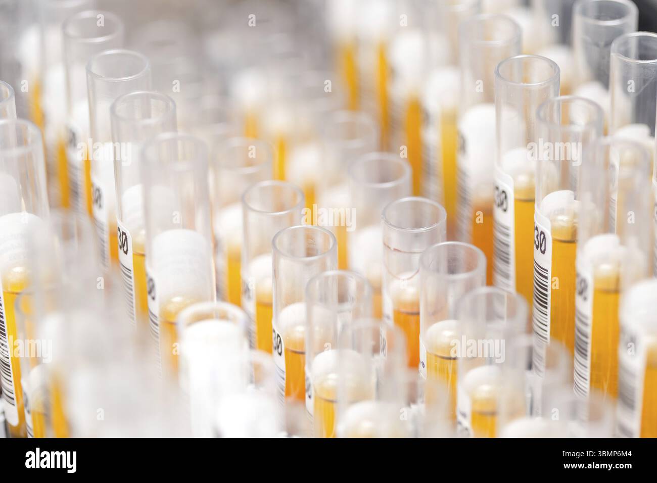 Laboratory glass test tubes filled with orange liquid for an experiment ...