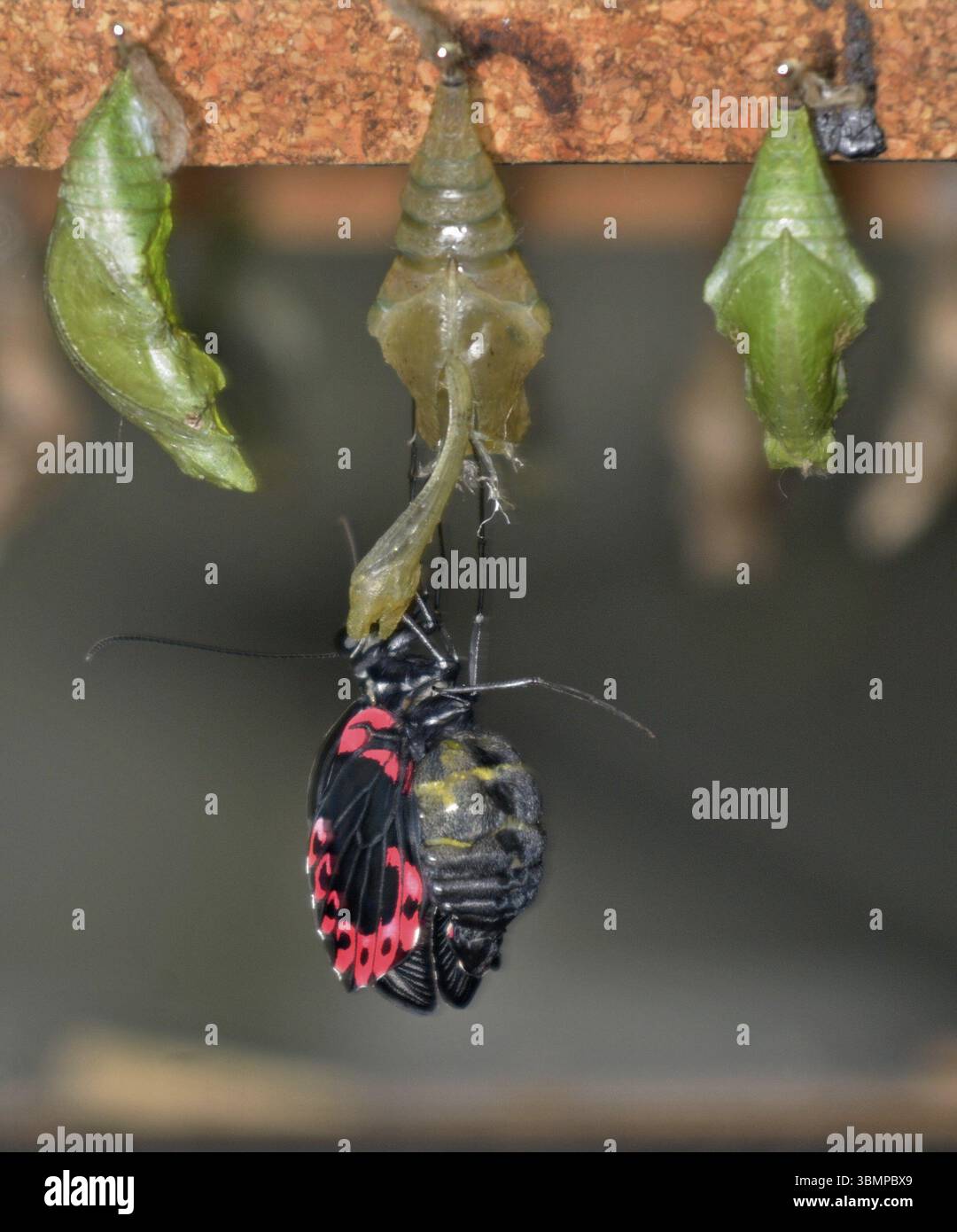 Close-up of a postman butterfly emerging from its chrysalis, showcasing the delicate process of metamorphosis alongside other pupas Stock Photo