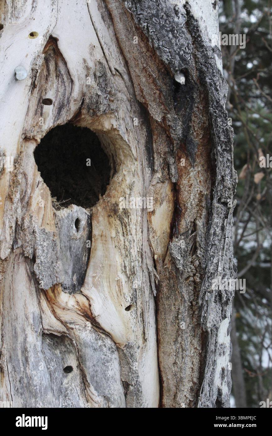 Bird Nest Hole Inside a Spruce Tree Stock Photo