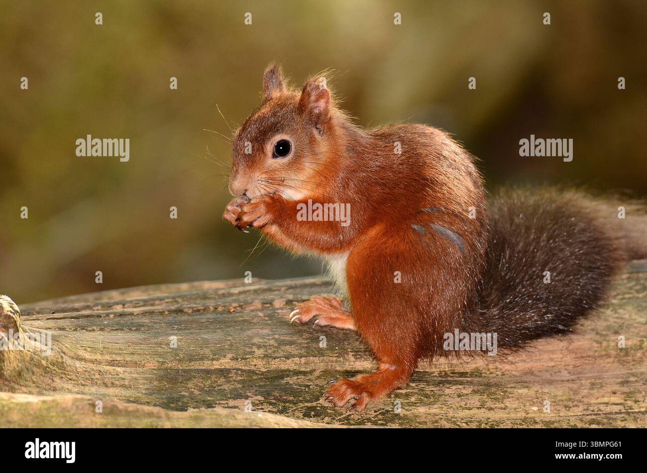 Adult red squirrel. Brownsea Island, Dorset, UK Stock Photo