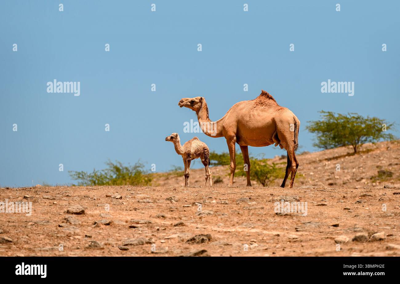 Mother camel with baby camel in Nature Stock Photo