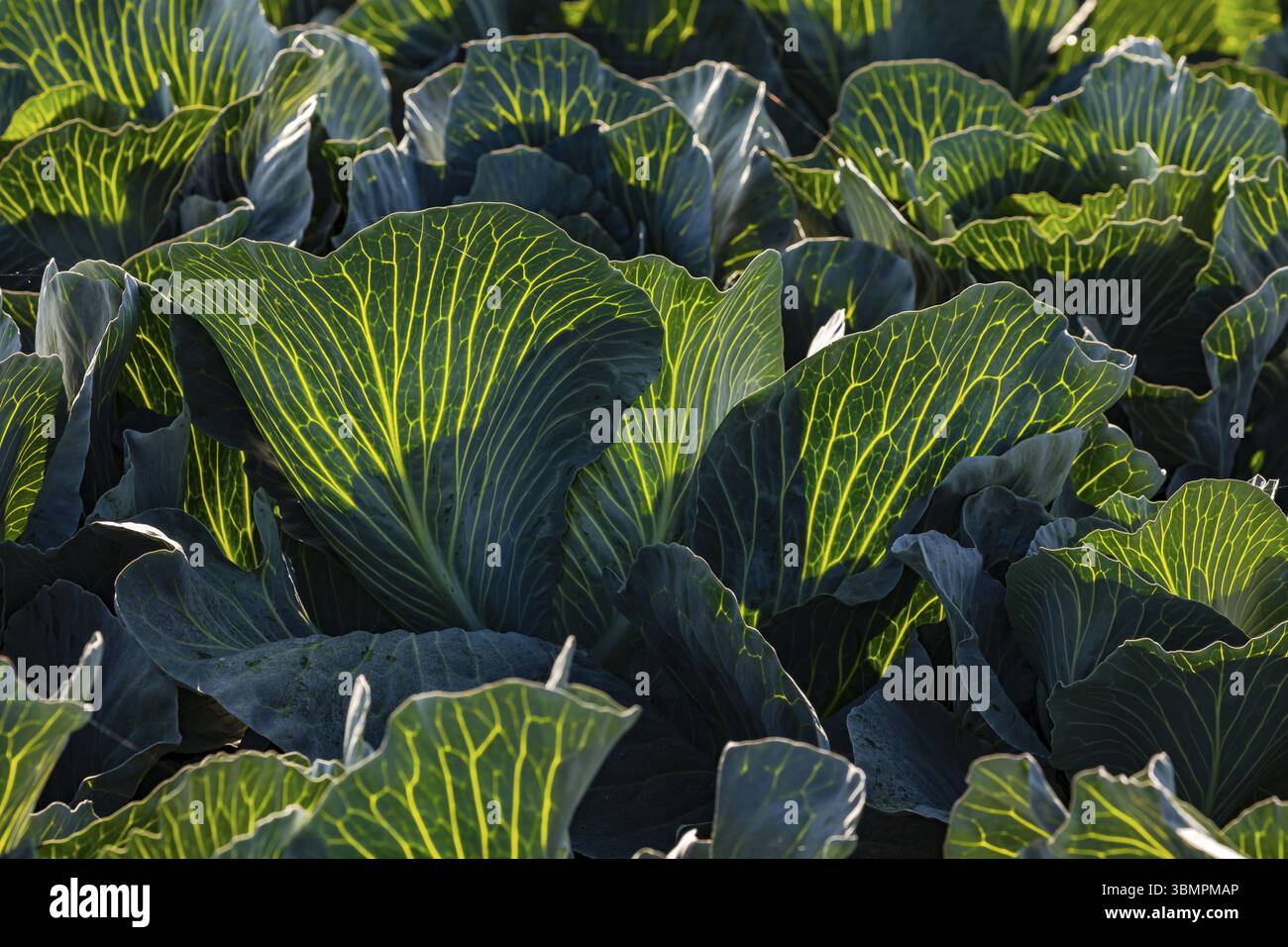 Yellow grain and leaf veins on cabbage against the light and sun in autumn, Germany, Europe Stock Photo