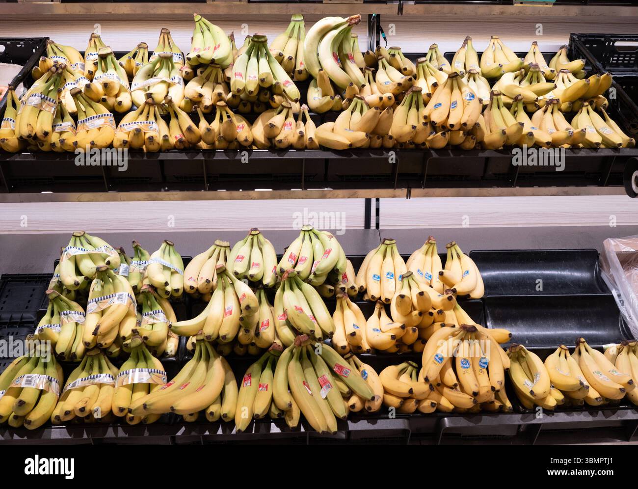 Altshausen Große Auswahl an Bananen Frischwarenabteilung eines REWE-Markts in Altshausen: In mehreren Reihen sind zahlreiche Bündel Bananen verschiedener Marken ausgestellt darunter Chiquita, REWE Bio und weitere. Die Früchte sind teils mit Etiketten, teils mit Banderolen versehen. Der gut gefüllte Auslagetisch zeigt die Vielfalt im Obstsortiment. Eibner-Pressefoto/Eky Eibner. *** Altshausen Large selection of bananas Fresh produce department of a REWE store in Altshausen Numerous bunches of bananas from various brands are displayed in several rows, including Chiquita, REWE Bio and others The Stock Photo