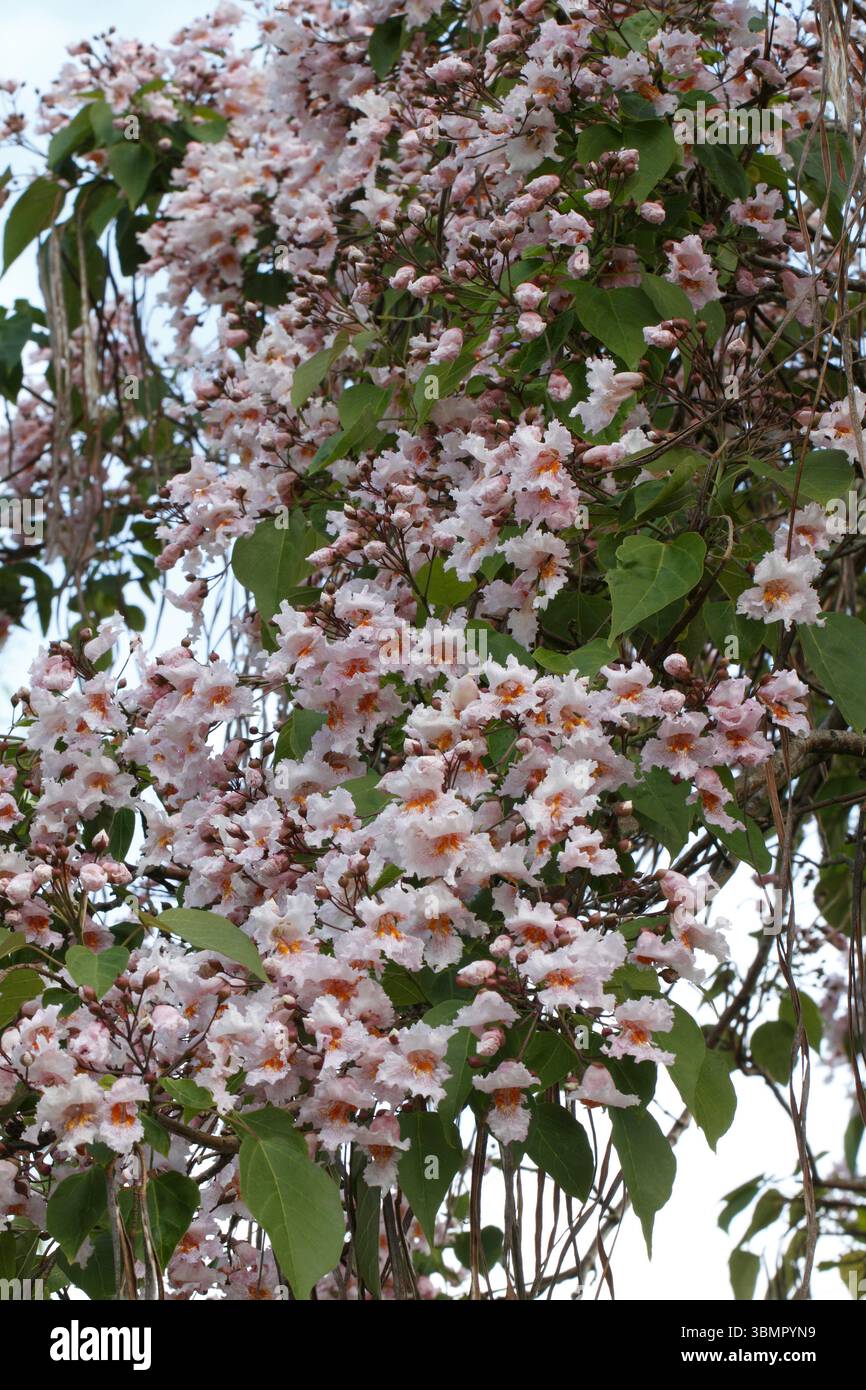Catalpa bungei Fargesii, Chinese Bean Tree, Chinese catalpa, Farges ...