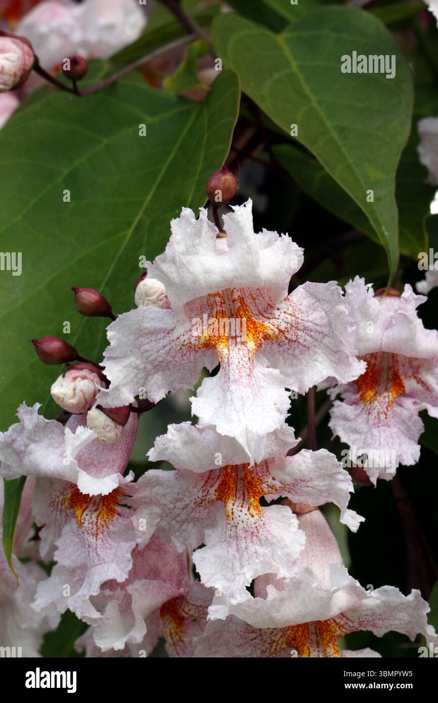 Catalpa bungei Fargesii, Chinese Bean Tree, Chinese catalpa, Farges ...