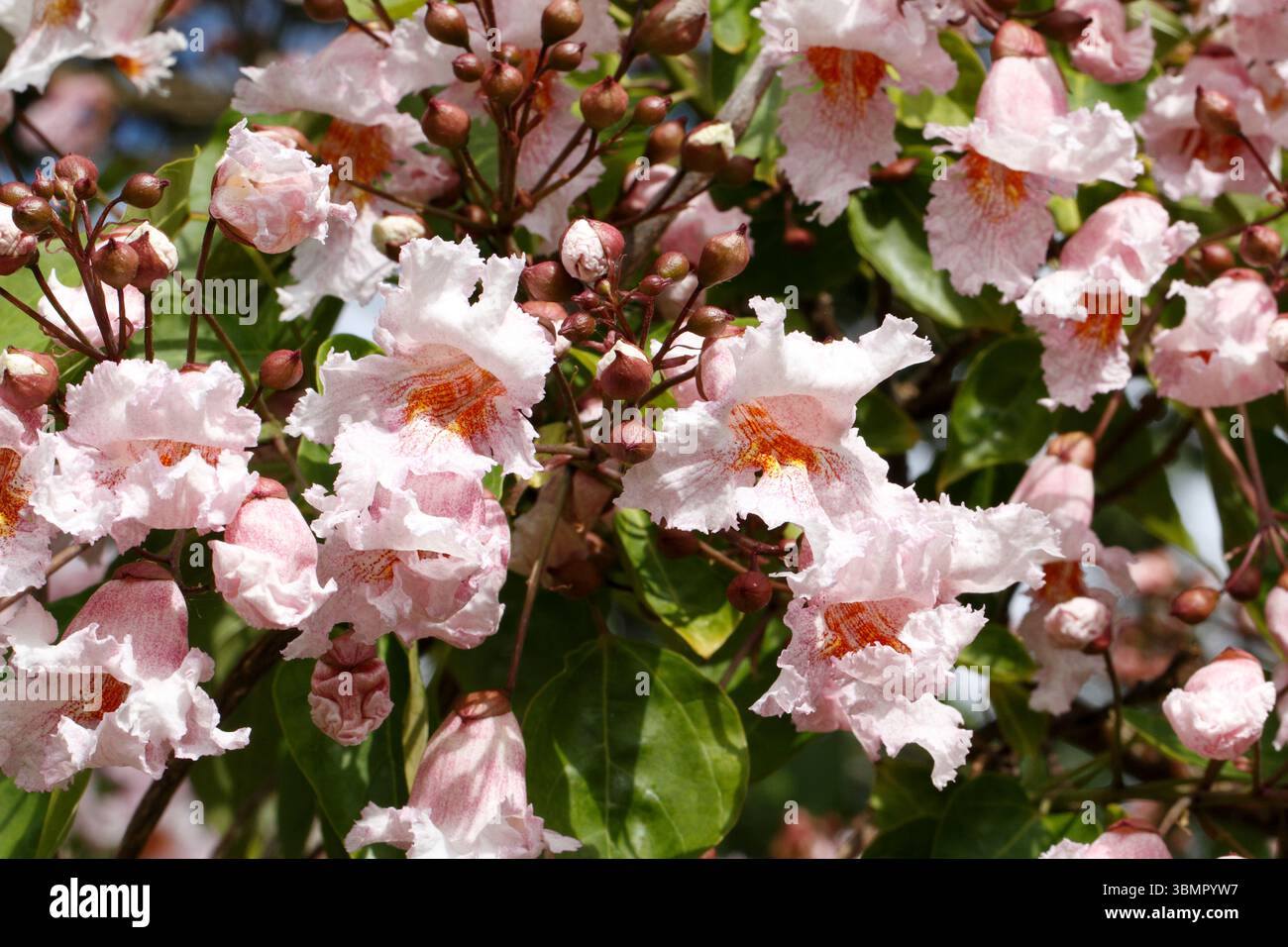 Catalpa bungei Fargesii, Chinese Bean Tree, Chinese catalpa, Farges ...
