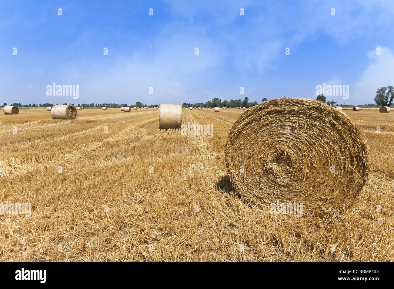 Wheat field after harvest with straw bales Stock Photo - Alamy
